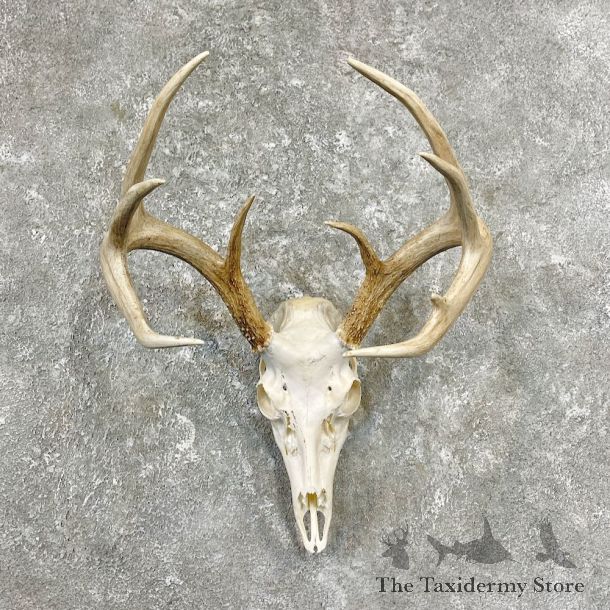 Whitetail Deer Skull European Mount For Sale #26254 @ The Taxidermy Store