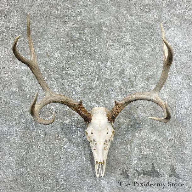 Whitetail Deer Skull European Mount For Sale #26255 @ The Taxidermy Store