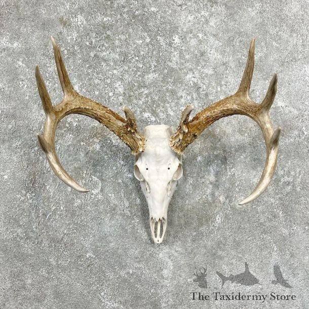 Whitetail Deer Skull European Mount For Sale #26258 @ The Taxidermy Store