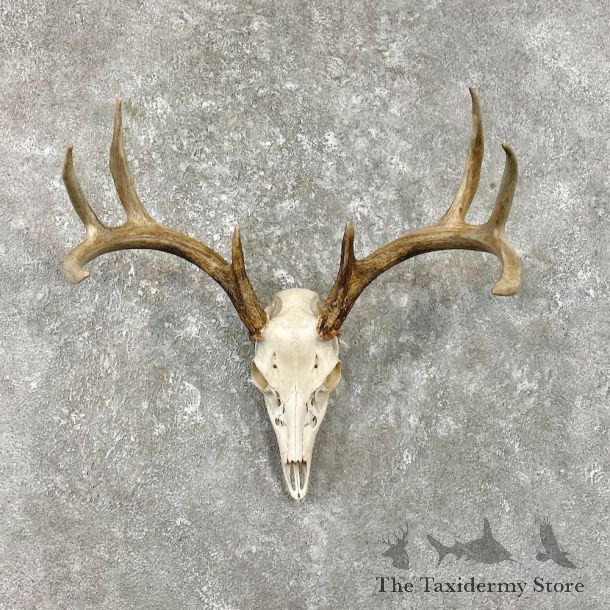 Whitetail Deer Skull European Mount For Sale #26259 @ The Taxidermy Store