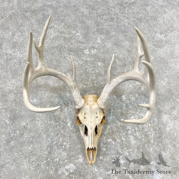 Whitetail Deer Skull European Mount For Sale #26852 @ The Taxidermy Store