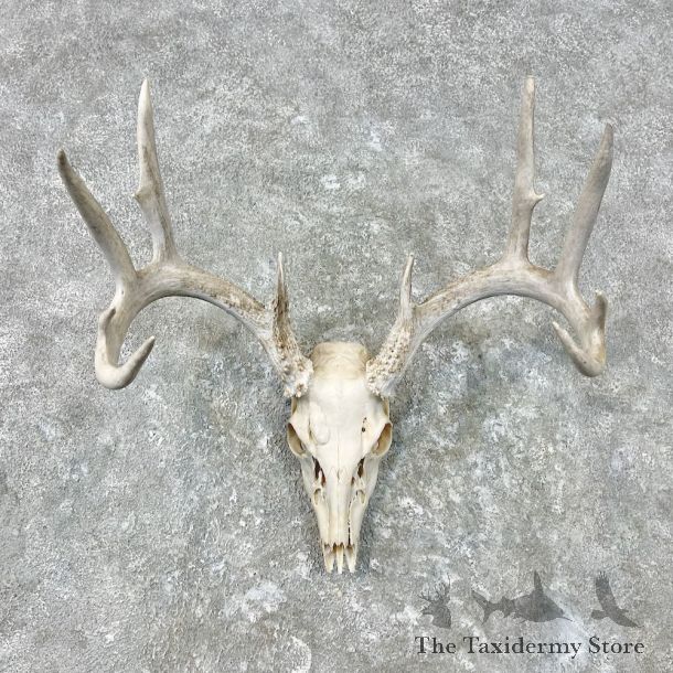 Whitetail Deer Skull European Mount For Sale #26853 @ The Taxidermy Store