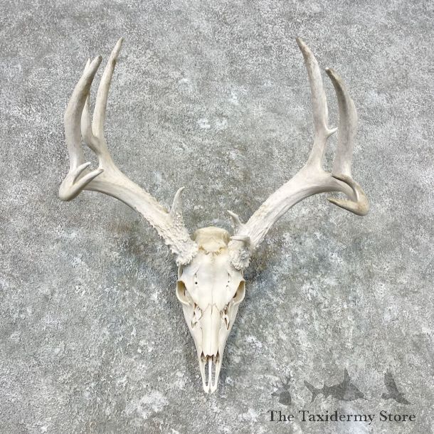 Whitetail Deer Skull European Mount For Sale #26854 @ The Taxidermy Store