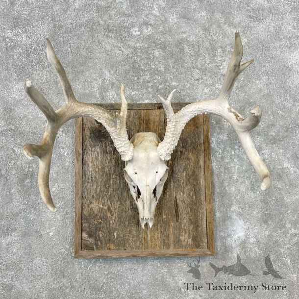Whitetail Deer Skull European Mount For Sale #26856 @ The Taxidermy Store