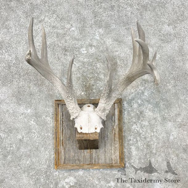 Whitetail Deer Skull European Mount For Sale #26857 @ The Taxidermy Store