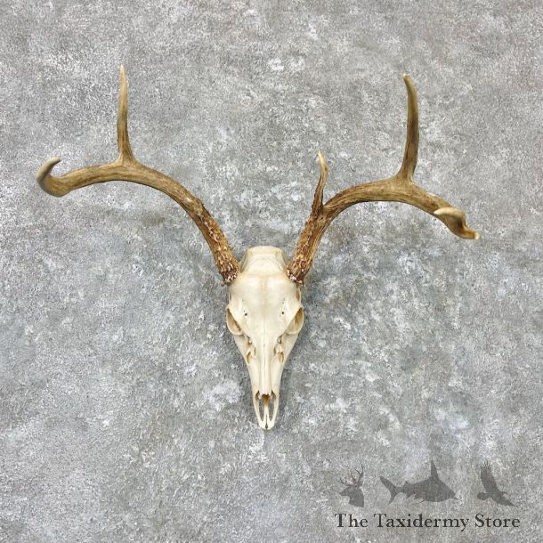 Whitetail Deer Skull European Mount For Sale #26984 @ The Taxidermy Store