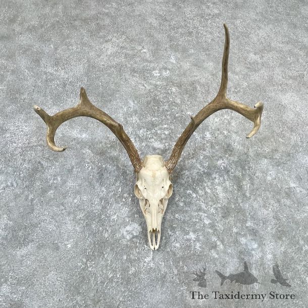 Whitetail Deer Skull European Mount For Sale #26988 @ The Taxidermy Store