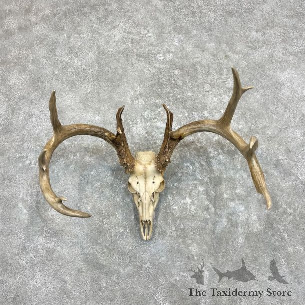 Whitetail Deer Skull European Mount For Sale #27332 @ The Taxidermy Store