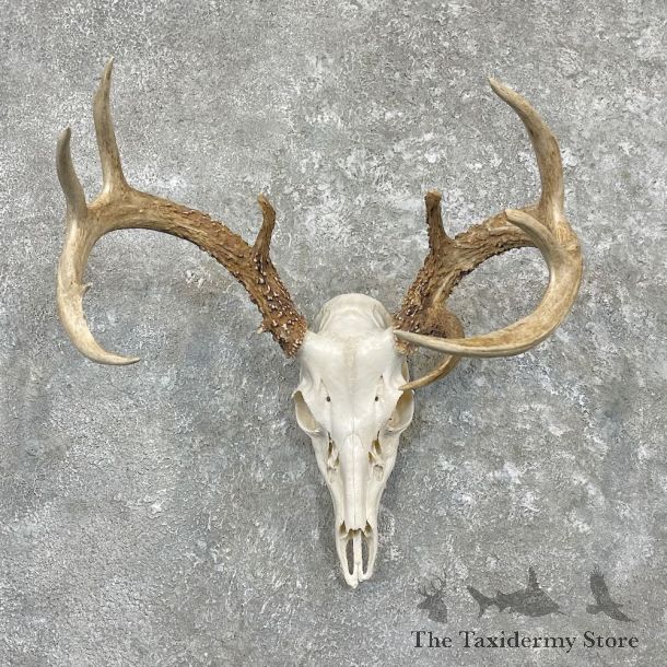 Whitetail Deer Skull European Mount For Sale #27335 @ The Taxidermy Store