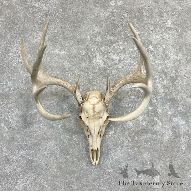 Whitetail Deer Skull European Mount For Sale #27399 @ The Taxidermy Store