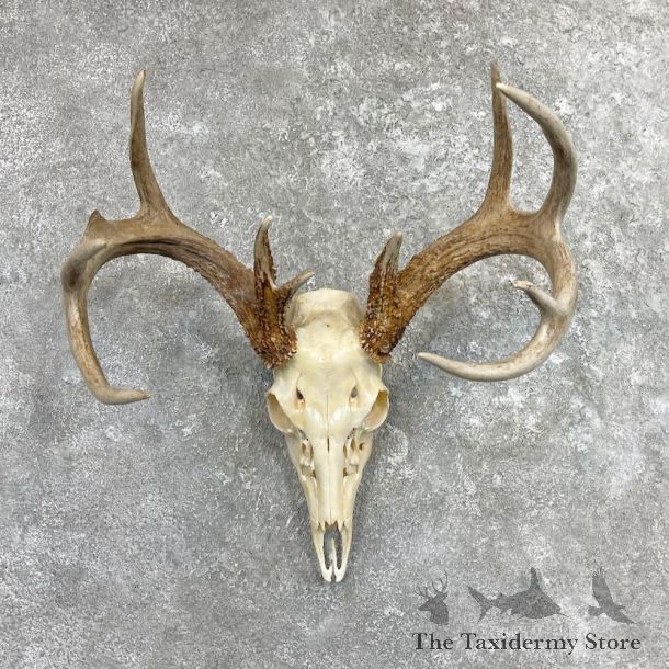 Whitetail Deer Skull European Mount For Sale #27401 @ The Taxidermy Store