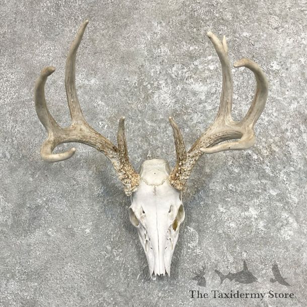 Whitetail Deer Skull European Mount For Sale #27403 @ The Taxidermy Store