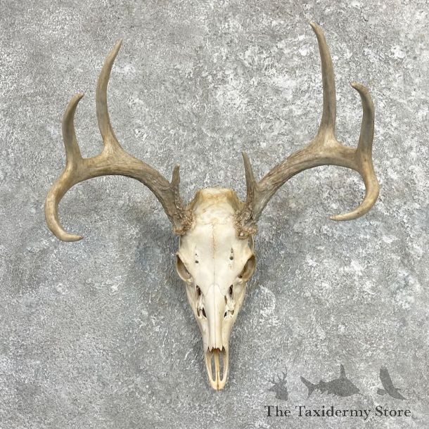 Whitetail Deer Skull European Mount For Sale #27404 @ The Taxidermy Store