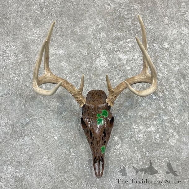 Whitetail Deer Skull European Mount For Sale #27405 @ The Taxidermy Store