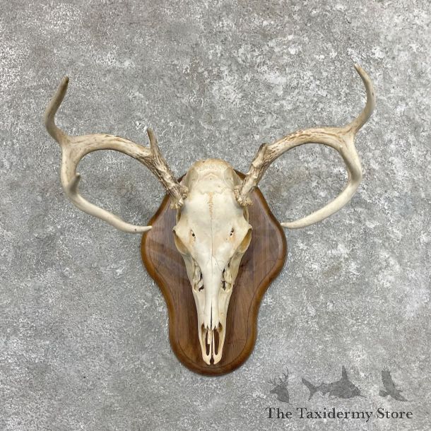 Whitetail Deer Skull European Mount For Sale #27486 @ The Taxidermy Store