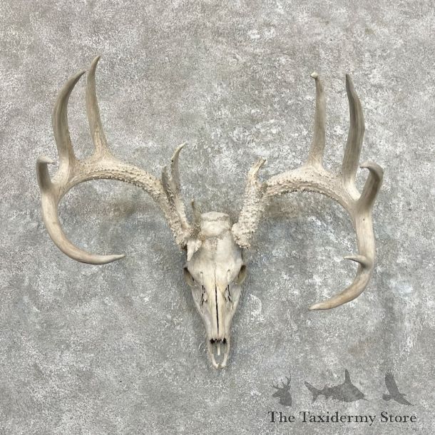 Whitetail Deer Skull European Mount For Sale #27487 @ The Taxidermy Store