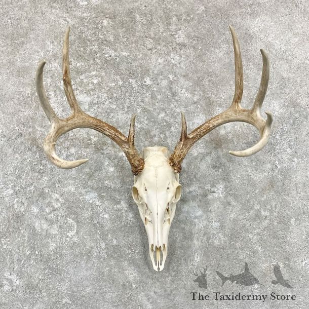 Whitetail Deer Skull European Mount For Sale #27841 @ The Taxidermy Store