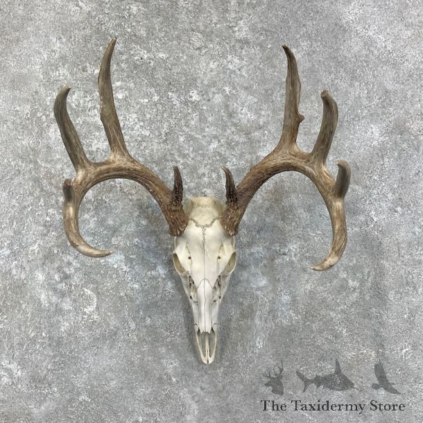 Whitetail Deer Skull European Mount For Sale #27917 @ The Taxidermy Store