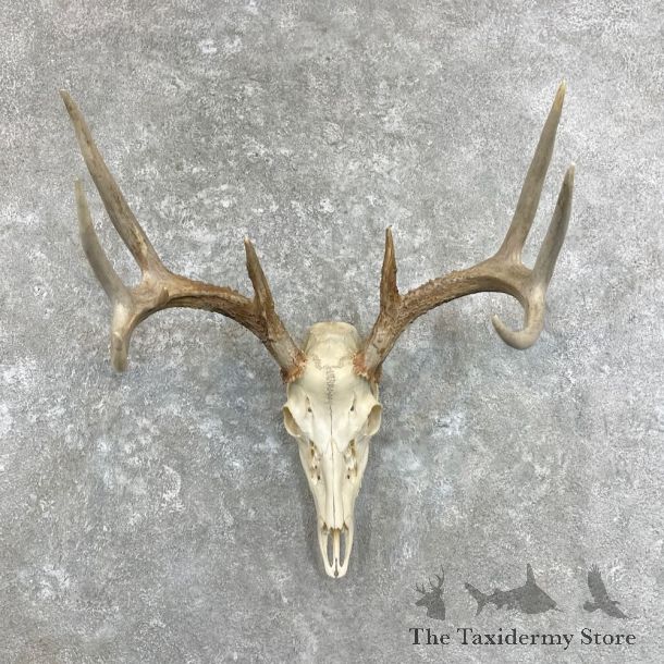 Whitetail Deer Skull European Mount For Sale #27918 @ The Taxidermy Store