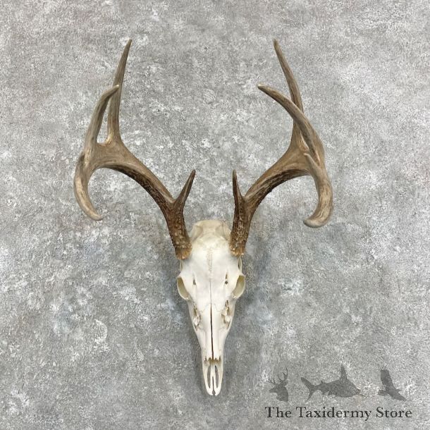 Whitetail Deer Skull European Mount For Sale #27919 @ The Taxidermy Store
