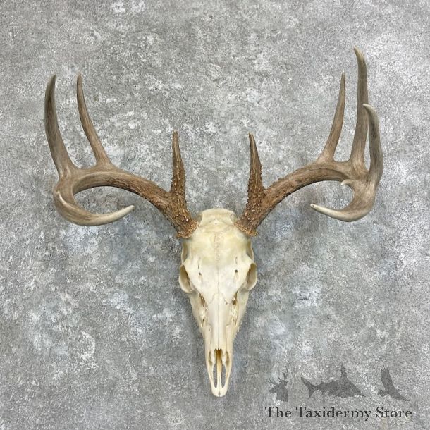 Whitetail Deer Skull European Mount For Sale #27921 @ The Taxidermy Store
