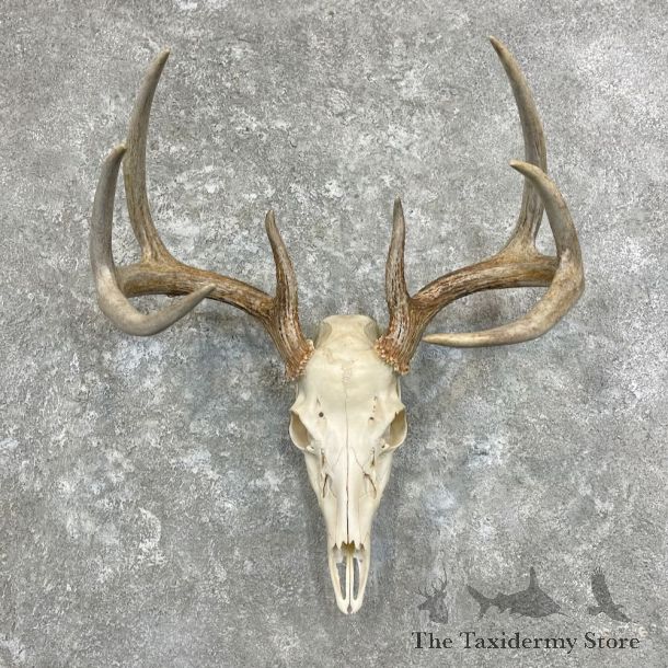 Whitetail Deer Skull European Mount For Sale #27922 @ The Taxidermy Store