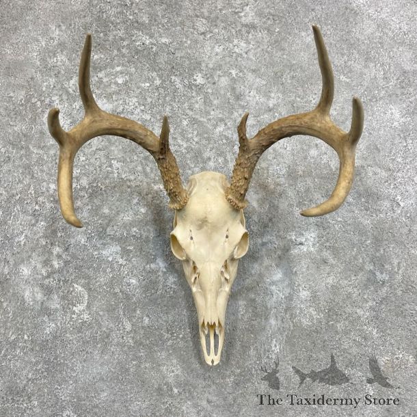 Whitetail Deer Skull European Mount For Sale #27923 @ The Taxidermy Store
