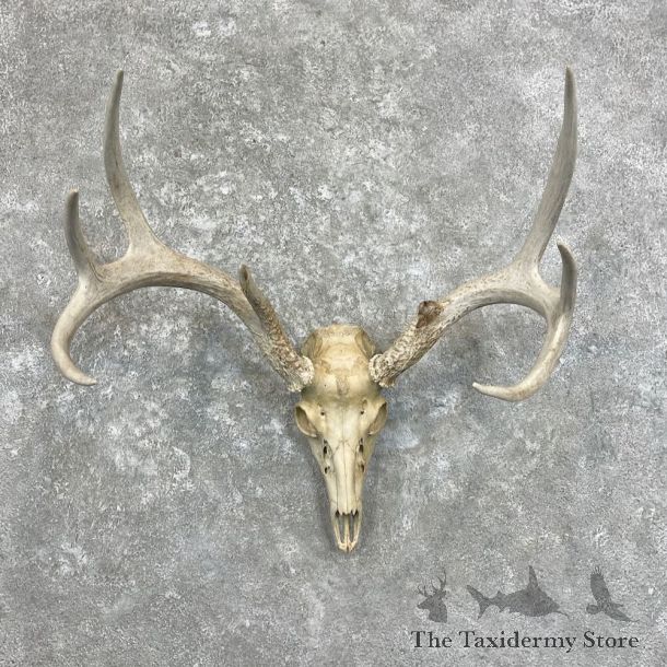 Whitetail Deer Skull European Mount For Sale #27936 @ The Taxidermy Store