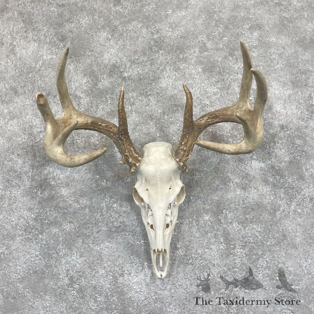 Whitetail Deer Skull European Mount For Sale #28057 @ The Taxidermy Store