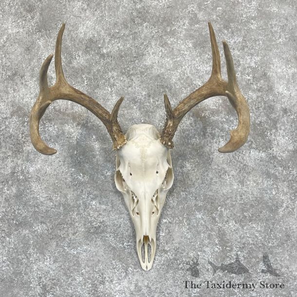 Whitetail Deer Skull European Mount For Sale #28059 @ The Taxidermy Store