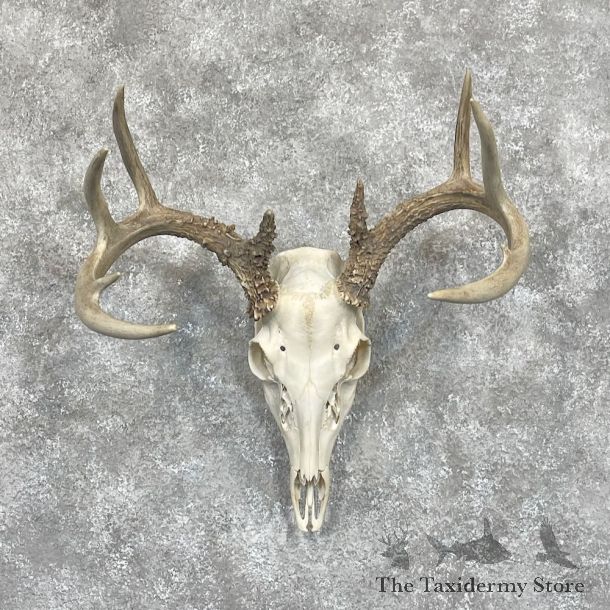 Whitetail Deer Skull European Mount For Sale #28060 @ The Taxidermy Store