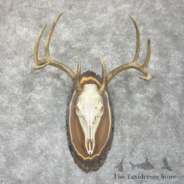 Whitetail Deer Skull European Mount For Sale #28062 @ The Taxidermy Store