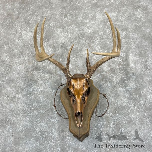 Whitetail Deer Skull European Mount For Sale #28069 @ The Taxidermy Store