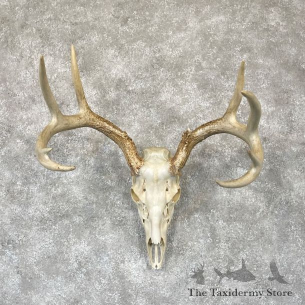 Whitetail Deer Skull European Mount For Sale #28108 @ The Taxidermy Store