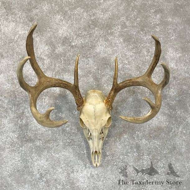 Whitetail Deer Skull European Mount For Sale #28109 @ The Taxidermy Store