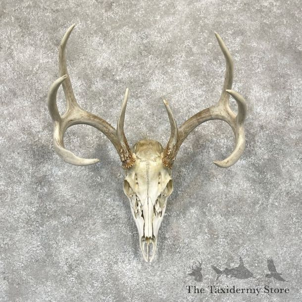Whitetail Deer Skull European Mount For Sale #28261 @ The Taxidermy Store