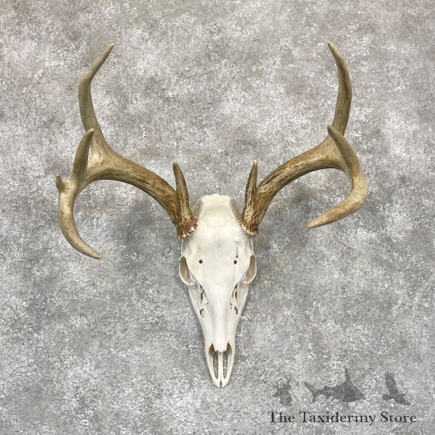 Whitetail Deer Skull European Mount For Sale #28262 @ The Taxidermy Store