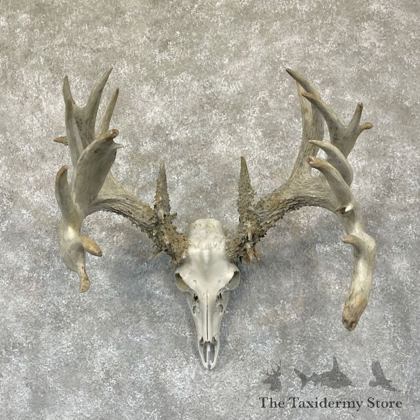 Whitetail Deer Skull European Mount For Sale #28268 @ The Taxidermy Store