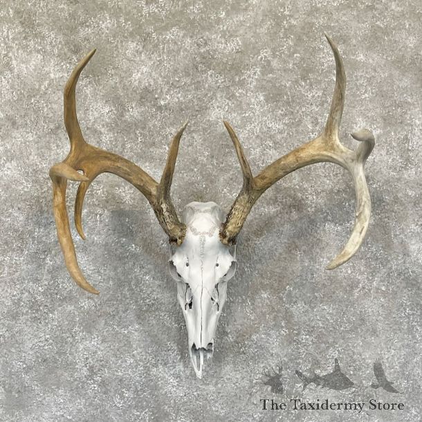 Whitetail Deer Skull European Mount For Sale #28269 @ The Taxidermy Store