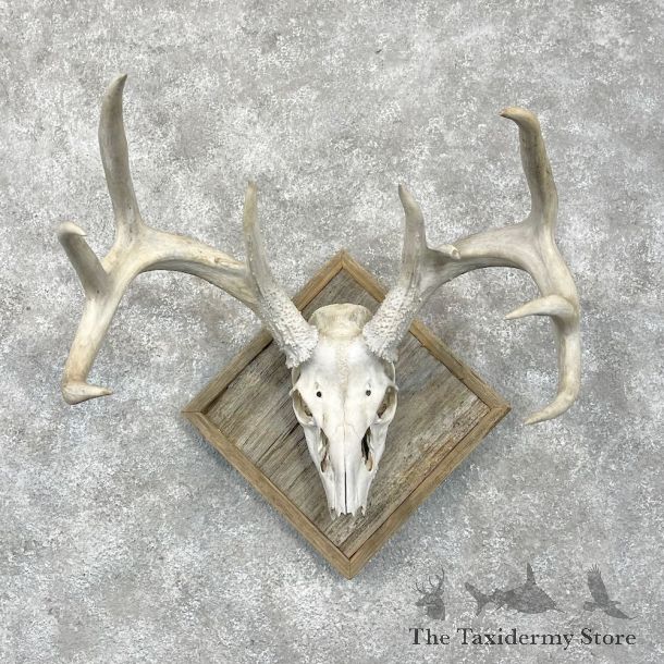 Whitetail Deer Skull European Mount For Sale #28459 @ The Taxidermy Store