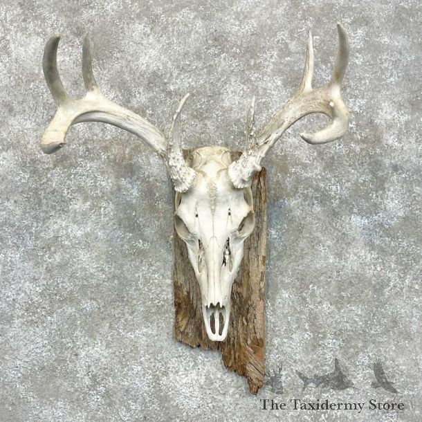 Whitetail Deer Skull European Mount For Sale #28465 @ The Taxidermy Store