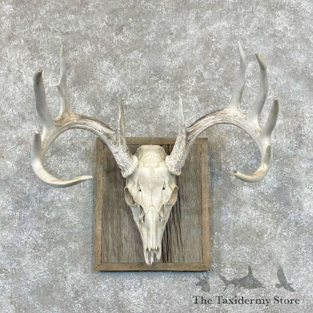 Whitetail Deer Skull European Mount For Sale #28466 @ The Taxidermy Store
