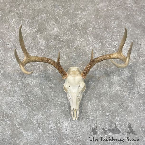 Whitetail Deer Skull European Mount For Sale #28262 @ The Taxidermy Store