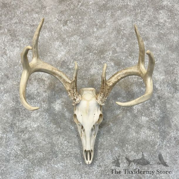 Whitetail Deer Skull European Mount For Sale #28791 @ The Taxidermy Store
