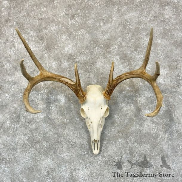 Whitetail Deer Skull European Mount For Sale #28790 @ The Taxidermy Store