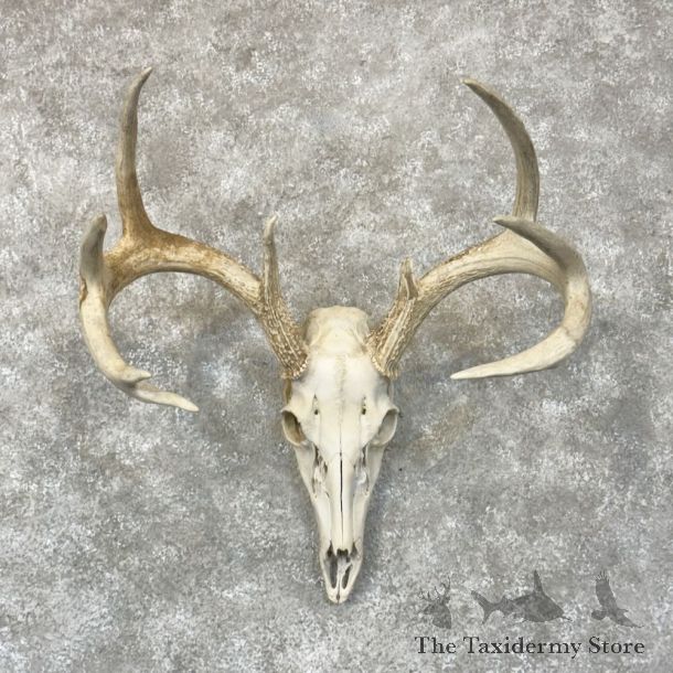 Whitetail Deer Skull European Mount For Sale #28811 @ The Taxidermy Store