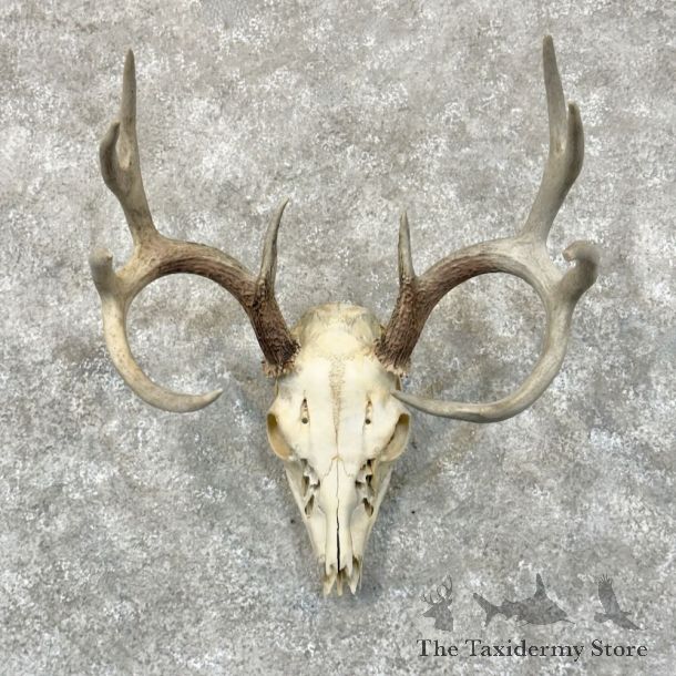 Whitetail Deer Skull European Mount For Sale #28811 @ The Taxidermy Store
