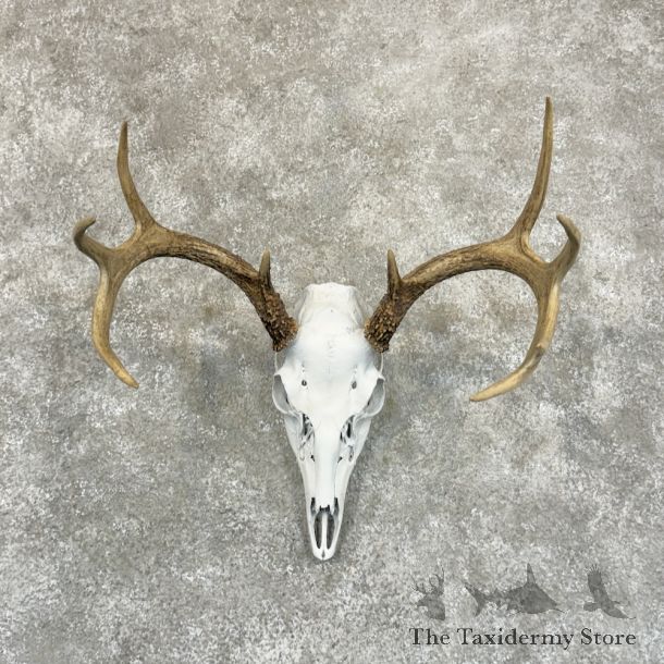 Whitetail Deer Skull European Mount For Sale #29221 @ The Taxidermy Store