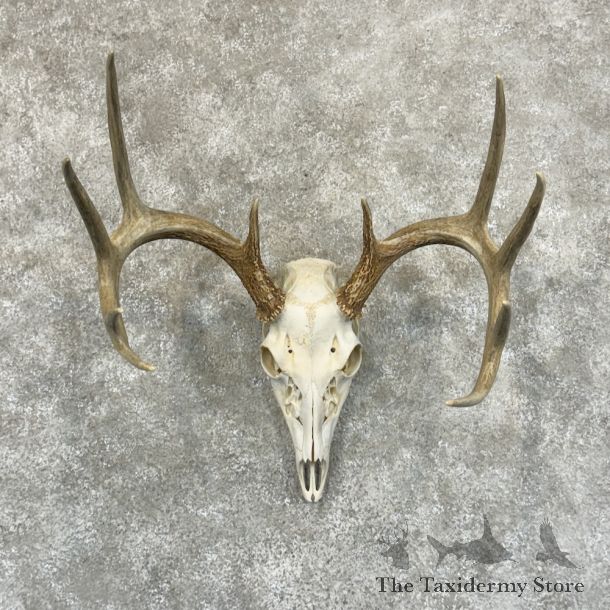 Whitetail Deer Skull European Mount For Sale #29222 @ The Taxidermy Store