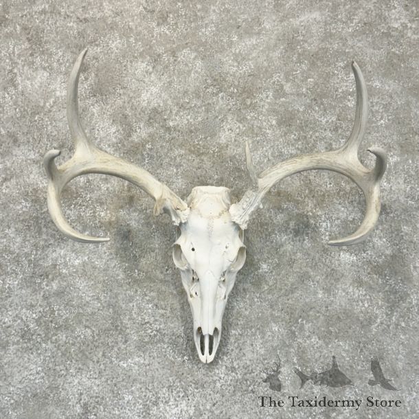 Whitetail Deer Skull European Mount For Sale #29223 @ The Taxidermy Store
